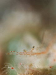 Brownstripe Hydroid Shrimp (Rapipontonia paragalene)