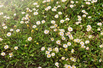 Daisies in blurred abstract background. chamomile flowers in summer green background. concept of beauty and purity of nature, summer season. nature floral backdrop. Fragrant Spring Blossom. soft focus