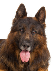 Portrait of a german shepherd dog isolated on white background