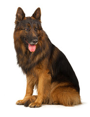 Long-haired German shepherd dog portrait studio isolated on white background