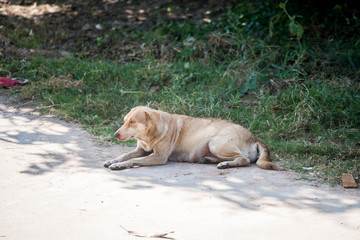 dog  sit on ground