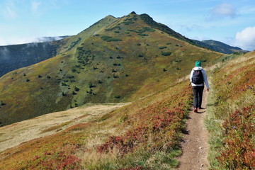 Fototapeta premium Summer Mountain hiking concept. Rear view of female hiker with backpack walks along the mountain path. Slovak mountains Mala Fatra