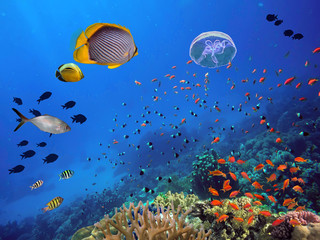 Photo of a tropical Fish on a coral reef © vlad61_61