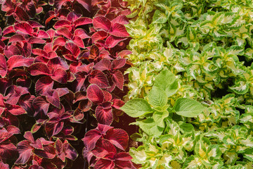 The production and cultivation of flowers. young seedlings of Coleus grown under greenhouse conditions in potsplants