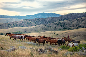 Fototapeta na wymiar Herding Horses