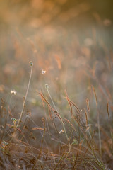 Grass flowers in golden time sunset