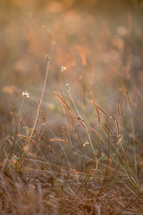 Grass flowers in golden time sunset