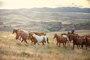 Fototapeta na wymiar Herding Horses