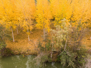 Fototapeta premium une forêt de bouleaux en automne avec les feuilles jaunes et une rivière