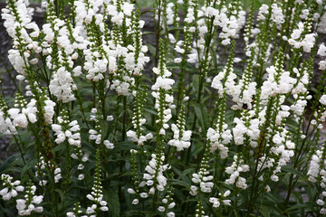 The large blossoming plant of a physostegia is plentifully covered with inflorescences with white flowers.