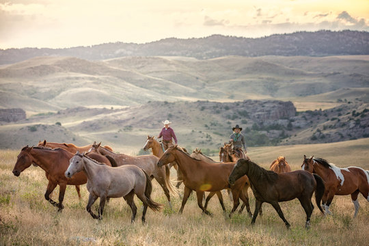 Herding Horses