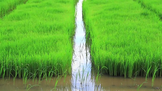 Close up of rice seedings growing in rice field before plant rice in paddy field