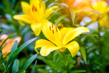 Orange lilys bloom in the botanical garden