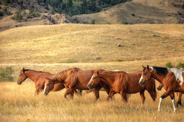 Ranch Horses