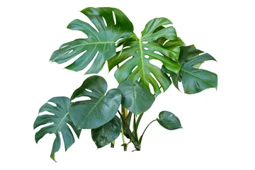 Foto op Canvas geïsoleerde monstera plant omvat uitknippad op witte achtergrond © sakdam