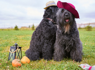 Two large massive dogs sit on grass in Park is candlestick, pumpkins. Autumn photo of walking pet on field. Horizontal picture of animal. Free space for text advertising. wears hat sticks out tongue