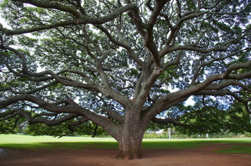 Fototapeta na wymiar the famous tree in hawaii
