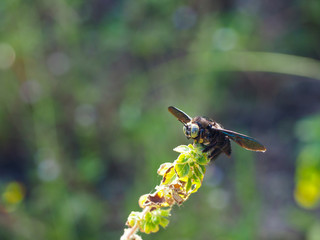 Tropical Carpenter Bee - Xylocopa latipes