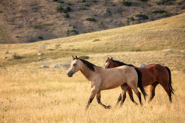 horses in mountains