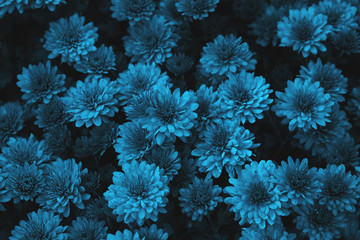 Blue chrysanthemum flowers background, top view - obrazy, fototapety, plakaty