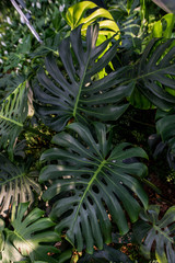 tropical green plant in garden