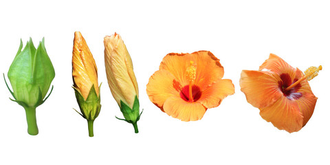 Obraz premium Hibiscus flowers Growth process Isolated on white backgro Clipping Pathund Clipping Path
