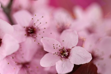 Cherry flower . Pink-white flowering delicate background.Spring floral background. Blooming cherry close-up on a light pink delicate background. copy space.
