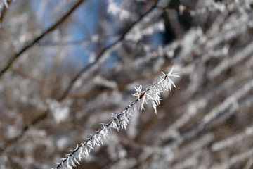 Hoarfrost on a branch in the sunlight