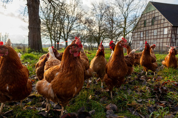 Free range organic chickens poultry in a country farm, germany
