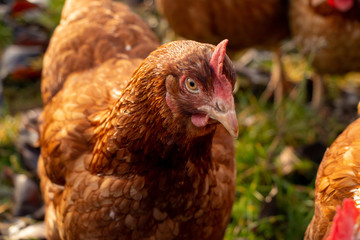 close up of a brown hen on an organic free range chicken farm, Germany