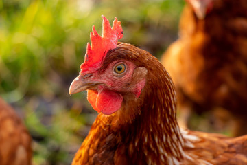 close up of a brown hen on an organic free range chicken farm, Germany
