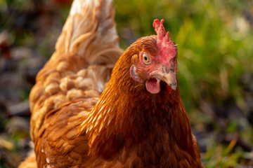 close up of a brown hen on an organic free range chicken farm, Germany