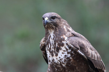 Common buzzard photographed with the last lights of the afternoon, birds, falcons, Buteo buteo