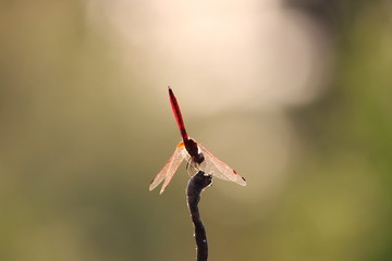 dragonfly wallpaper