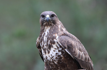 Common buzzard photographed with the last lights of the afternoon, birds, falcons, Buteo buteo