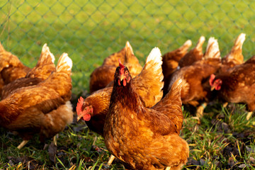 Free range organic chickens poultry in a country farm, germany