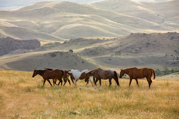 Fototapeta na wymiar Ranch Horses