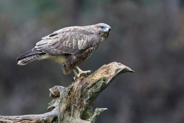 Common buzzard inside a pine forest, birds, raptors, Buteo buteo