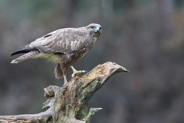 Common buzzard photographed with the last lights of the afternoon, birds, falcons, Buteo buteo
