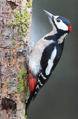 Adult male of Great spotted woodpecker photographed with the last lights of the afternoon, birds, Dendrocopos major