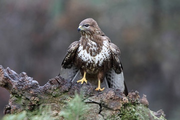 Common buzzard inside a pine forest, birds, raptors, Buteo buteo