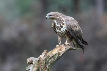 Common buzzard inside a pine forest, birds, raptors, Buteo buteo