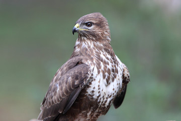 Common buzzard photographed with the last lights of the afternoon, birds, falcons, Buteo buteo