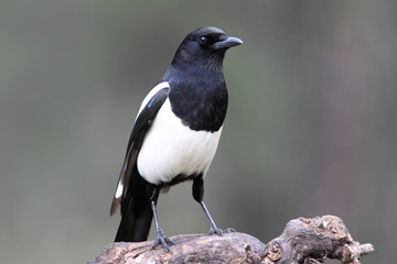 Common magpie with the last lights of day