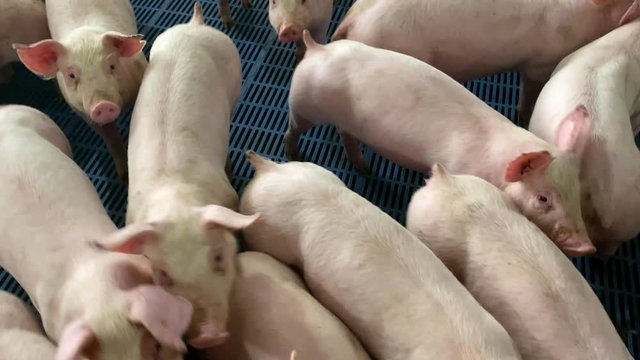 Close up of cute pigs, sniffing snouts in a pig pen, farming, agriculture theme in USA