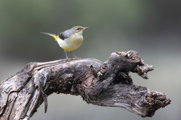 Grey wagtail on a stream in summer with the last evening lights