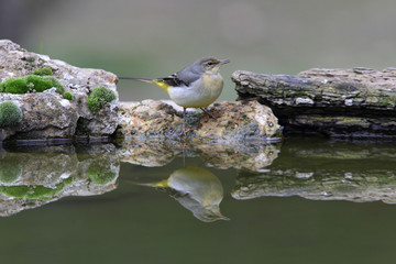 Grey wagtail on a stream in summer with the last evening lights
