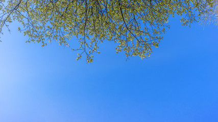 Yellow willow buds, beautiful spring flowering against a blue sky.