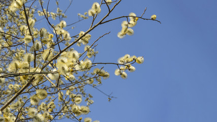 Yellow willow buds, beautiful spring flowering against a blue sky.