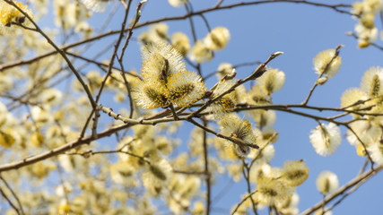 Yellow willow buds, beautiful spring flowering against a blue sky.